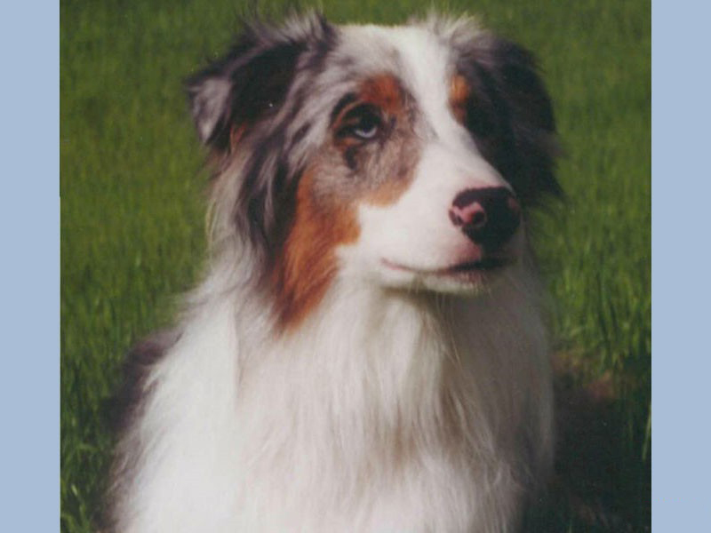 Sheila